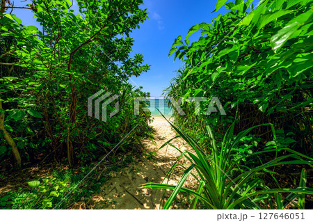 緑のトンネルを抜けると現れる平久保ビーチの絶景　石垣島 127646051