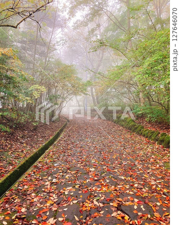 紅葉と霧の中 紅葉と霧の中 127646070