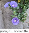道端に咲く可憐な紫の花 127646362