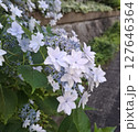 道端で微笑む紫陽花 127646364