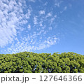 新緑の木々と青空 127646366