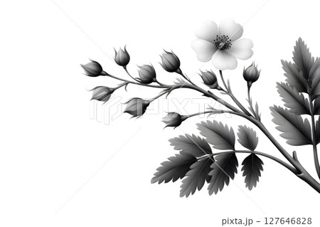 Black and white floral branch featuring a single blooming flower and multiple buds, accented by detailed leaves. Ideal for elegant designs, minimalist projects, and botanical themes. 127646828