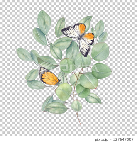 Watercolor bouquet of eucalyptus branches with fluttering yellow white butterflies isolated background. Silver dollar greenery for wedding invitations, romantic branding, and ethereal home decor 127647007