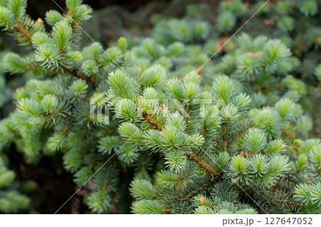 Blue spruce branches in the garden, texture of needles of a Christmas tree Blue spruce branches in the garden, texture of needles of a Christmas tree 127647052