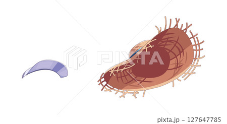 Illustrated Straw Hat and Hairpiece on White Background 127647785