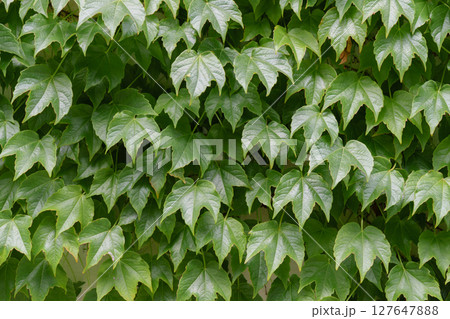 Green ivy leaves covering a wall, creating a natural background 127647888