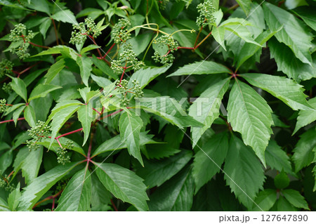 Lush green virginia creeper vine flourishing in garden setting Lush green virginia creeper vine flourishing in garden setting 127647890