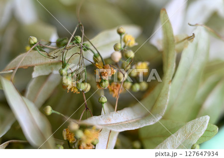 Close-up of dried linden flowers and leaves for tea. 127647934