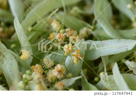 Freshly picked linden blossoms with green leaves close-up. 127647941