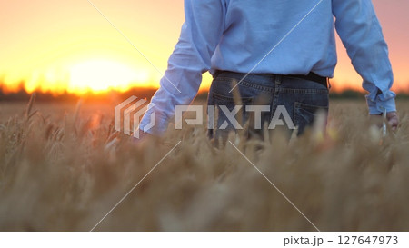 agriculture, wheat field, golden wheat farm field sunset, close up businessman farmer hand touching wheat, farm soil cultivation summer, care care business agriculture, close up farmer hand outdoors agriculture, wheat field, golden wheat farm field sunset, close up businessman farmer hand touching wheat, farm soil cultivation summer, care care business agriculture, close up farmer hand outdoors 127647973