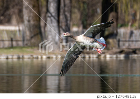 The flying greylag goose, Anser anser is a species of large goose 127648118
