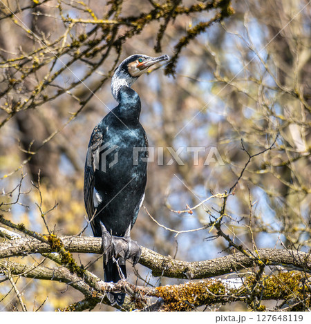 The great cormorant, Phalacrocorax carbo sitting on a branch 127648119