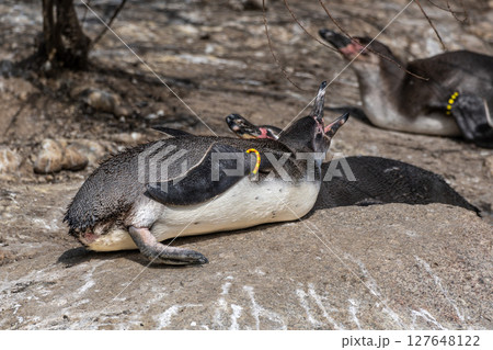 Humboldt Penguin, Spheniscus humboldti in a park 127648122
