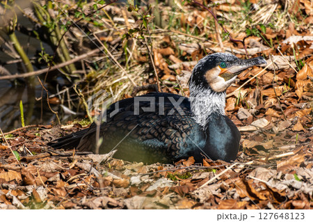 The great cormorant, Phalacrocorax carbo sitting on a branch The great cormorant, Phalacrocorax carbo sitting on a branch 127648123