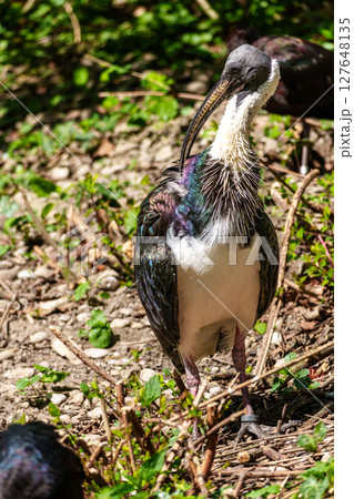 The Straw-necked Ibis, Threskiornis spinicollis is a bird of the ibis family The Straw-necked Ibis, Threskiornis spinicollis is a bird of the ibis family 127648135