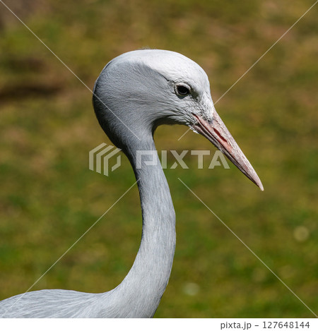 The Blue Crane, Grus paradisea, is an endangered bird 127648144