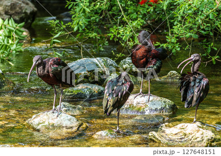 Glossy ibis, Plegadis falcinellus in a german nature park 127648151