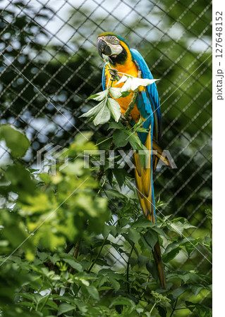 The Blue-and-yellow Macaw, Ara ararauna is a large South American parrot The Blue-and-yellow Macaw, Ara ararauna is a large South American parrot 127648152