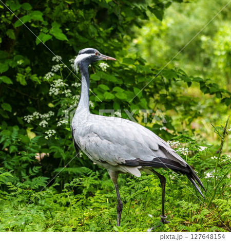 Demoiselle Crane, Anthropoides virgo are living in the bright green meadow during the day time Demoiselle Crane, Anthropoides virgo are living in the bright green meadow during the day time 127648154