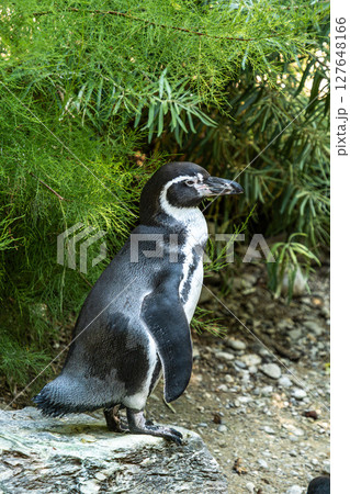 Humboldt Penguin, Spheniscus humboldti in a park 127648166