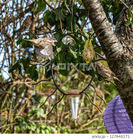 House sparrow bird, Passer domesticus perched on bird feeder containing birdseed. House sparrow bird, Passer domesticus perched on bird feeder containing birdseed. 127648171