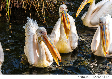 Great White Pelican, Pelecanus onocrotalus in a park Great White Pelican, Pelecanus onocrotalus in a park 127648172