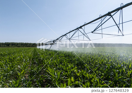 Agricultural pivot irrigation system on a corn field 127648329