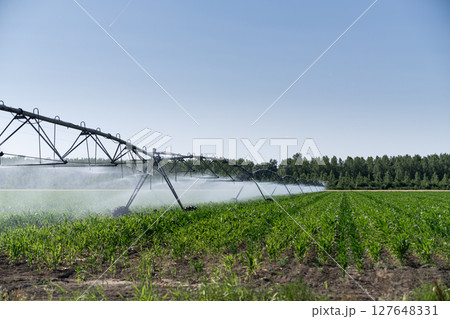 Agricultural pivot irrigation system on a corn field 127648331