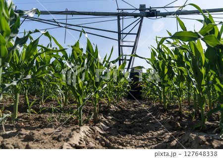 Agricultural pivot irrigation system on a corn field 127648338