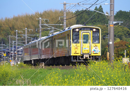 黄色い菜の花が満開の山陰本線を4両編成（ラッピング車両と普通車両）のキハ126系気動車が通過する光景 127648416