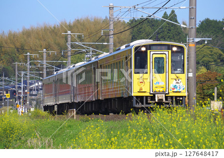 黄色い菜の花が満開の山陰本線を4両編成（ラッピング車両と普通車両）のキハ126系気動車が通過する光景 127648417