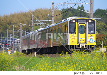 黄色い菜の花が満開の山陰本線を4両編成（ラッピング車両と普通車両）のキハ126系気動車が通過する光景 127648418