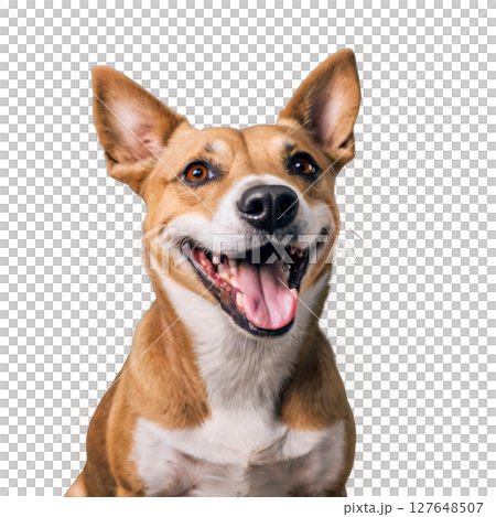 Happy dog sitting on white background with a joyful expression and alert ears 127648507