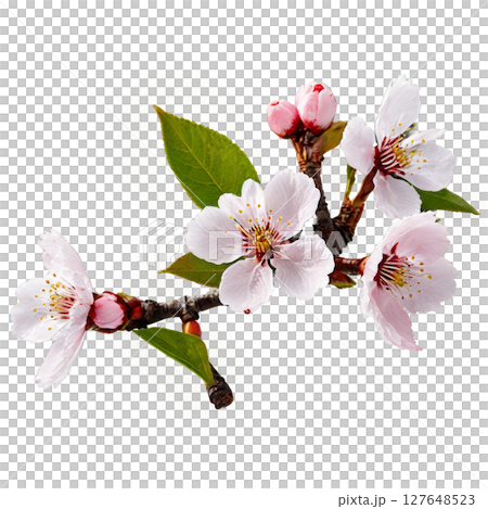 Delicate pink cherry blossoms blooming on a branch in early spring against a white background 127648523