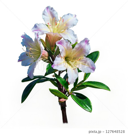 Beautiful pink azalea blooms surrounded by green leaves on a bright background 127648528