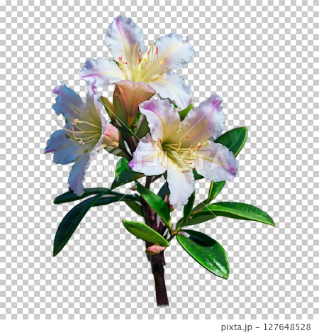 Beautiful pink azalea blooms surrounded by green leaves on a bright background 127648528