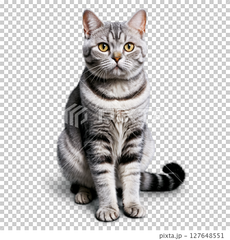 A silver tabby cat with striking yellow eyes poses gracefully against a white background A silver tabby cat with striking yellow eyes poses gracefully against a white background 127648551