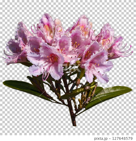 Beautiful pink rhododendron flowers blooming in a garden during springtime 127648579