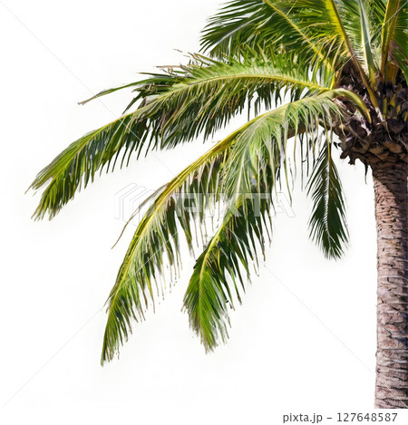 Two tall palm trees swaying gently against a bright background in a tropical setting 127648587