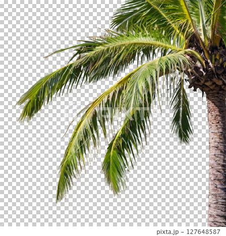 Two tall palm trees swaying gently against a bright background in a tropical setting 127648587