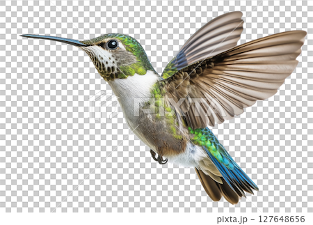 A vibrant hummingbird hovering in midair with colorful feathers against a white background 127648656