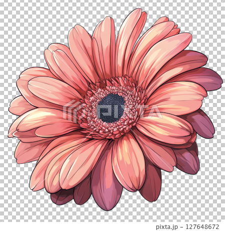 Beautiful pink gerbera daisy blooming with green leaves in a bright, lively illustration Beautiful pink gerbera daisy blooming with green leaves in a bright, lively illustration 127648672