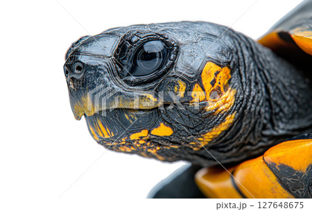 Close-up view of a colorful tortoise showcasing intricate patterns and textures in detail Close-up view of a colorful tortoise showcasing intricate patterns and textures in detail 127648675