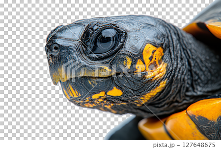 Close-up view of a colorful tortoise showcasing intricate patterns and textures in detail Close-up view of a colorful tortoise showcasing intricate patterns and textures in detail 127648675