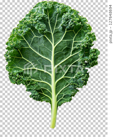 Detailed close-up of a green leaf showcasing intricate vein patterns against a white background 127648694