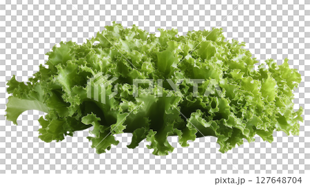 Fresh green lettuce variety on a white background showcasing its vibrant texture and color 127648704