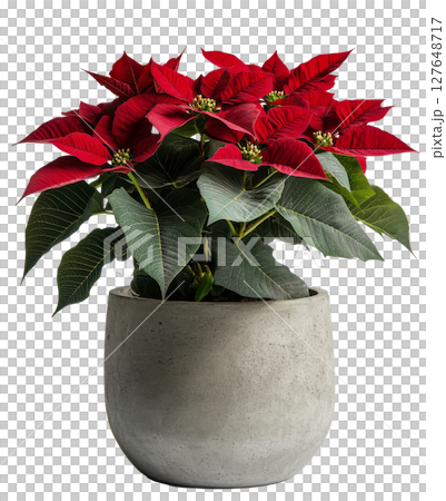 Bright red poinsettias in a modern pot adding festive cheer to a minimalist indoor space 127648717