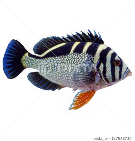 Brightly colored freshwater fish swimming gracefully in a serene aquatic environment 127648730
