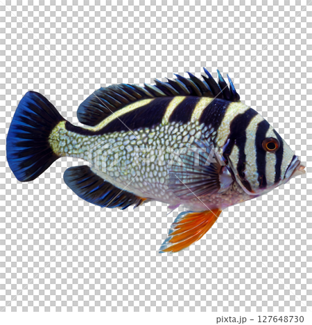 Brightly colored freshwater fish swimming gracefully in a serene aquatic environment 127648730