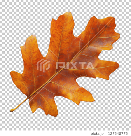 Vibrant Orange Oak Leaf Resting on White Background Highlighting Autumn Beauty 127648776